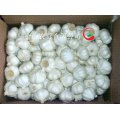 2015 Fresh Pure White Garlic